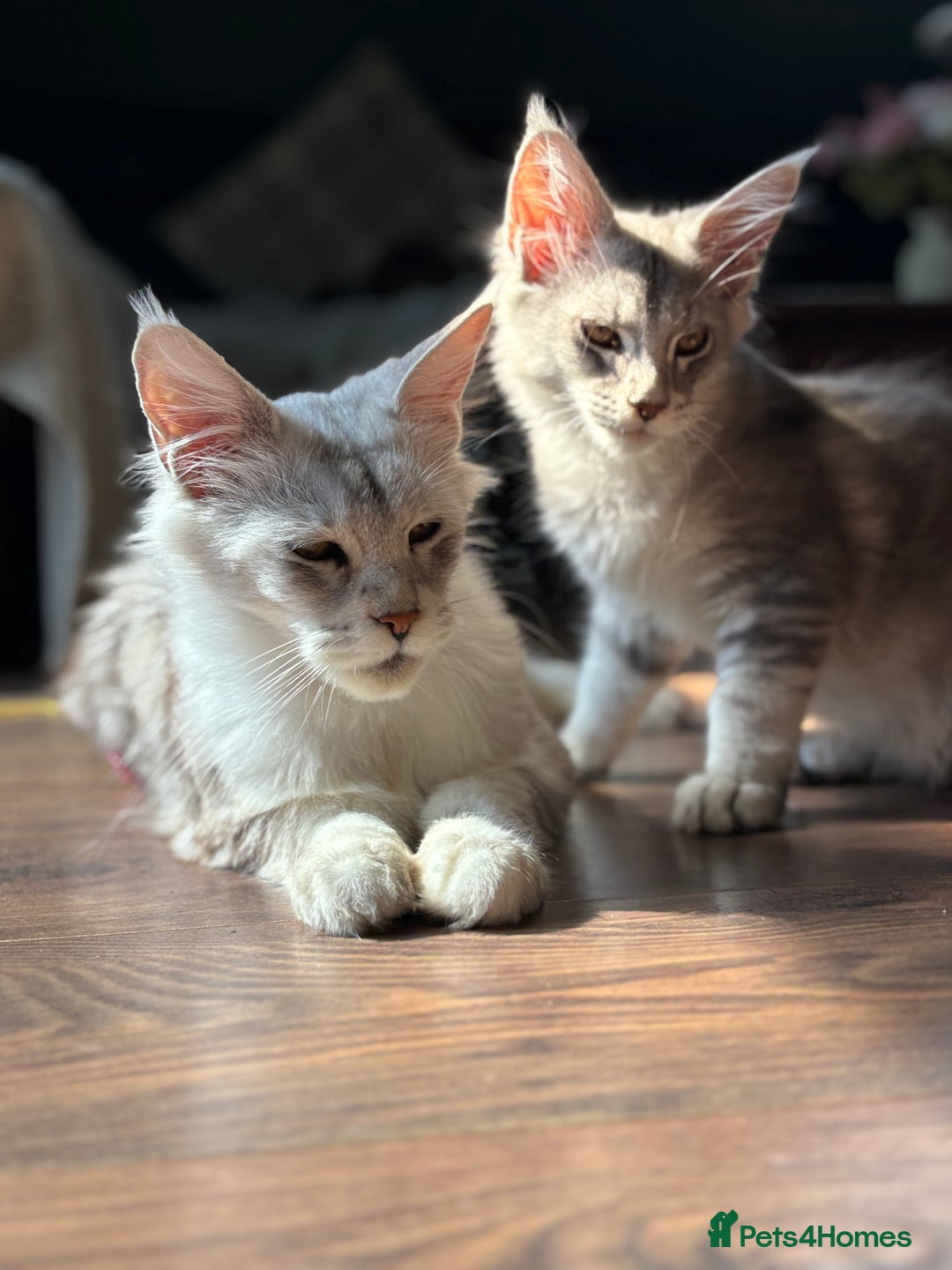 Maine Coon cats for sale: Silver shaded lines, ticked Maine coon kitten - Image 3