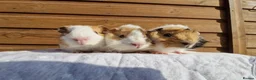 Guinea Pig rodents for sale: 3x Male baby guinea pigs  - Advert 1