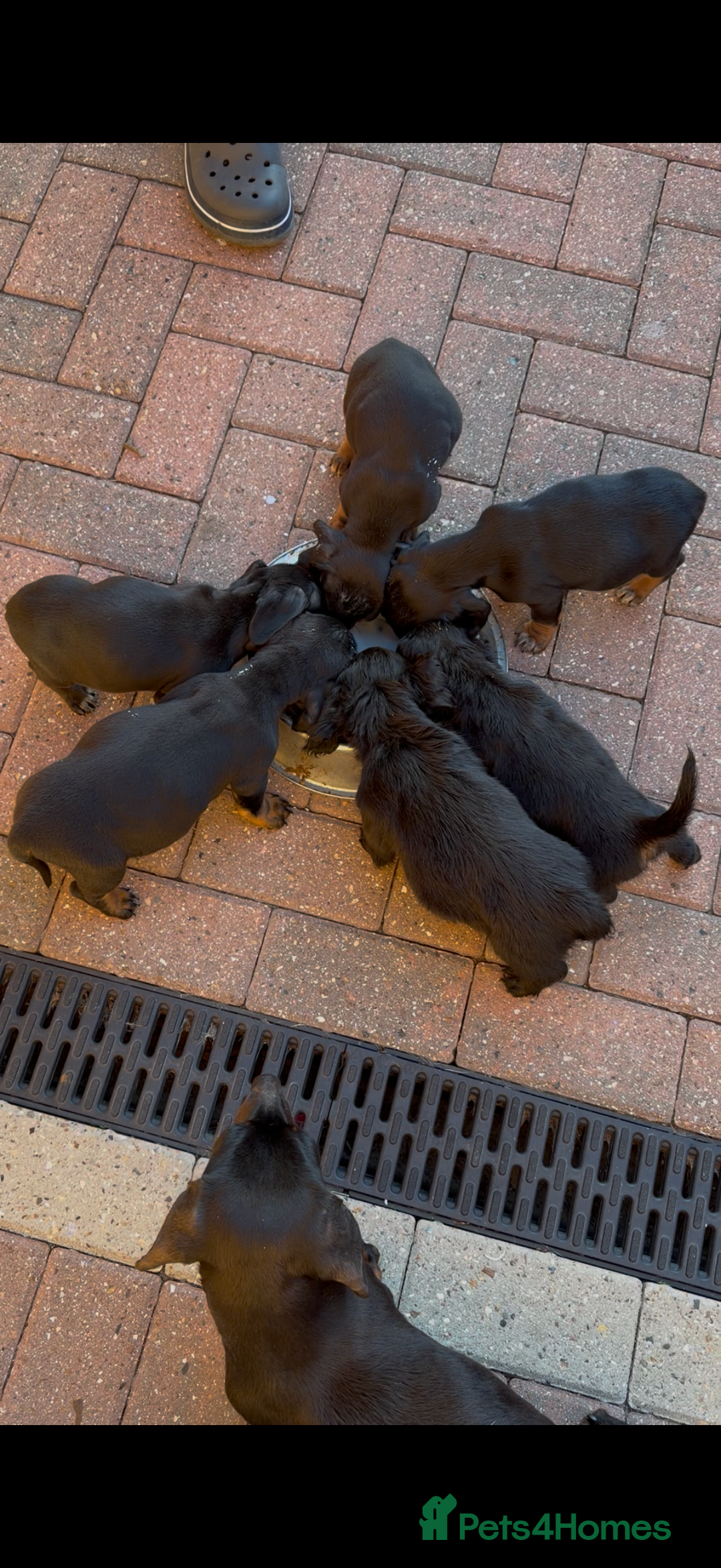 Mixed Breed dogs for sale: Docker puppies for sale  - Advert 12