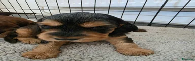 Cocker Spaniel 1