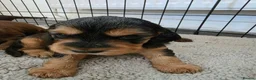 Cocker Spaniel dogs for sale: Beautiful cocker girl  - Advert 2