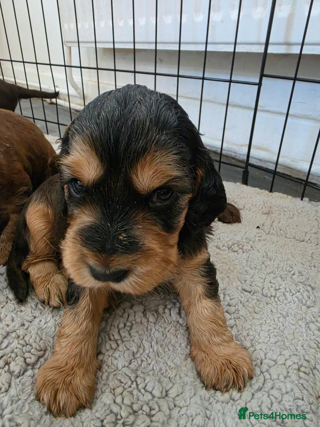 Cocker Spaniel dogs for sale: Beautiful cocker girl  - Advert 2