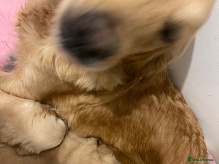 Golden Retriever dogs STUNNING DNA TESTED RETRIEVERS - Advert 3