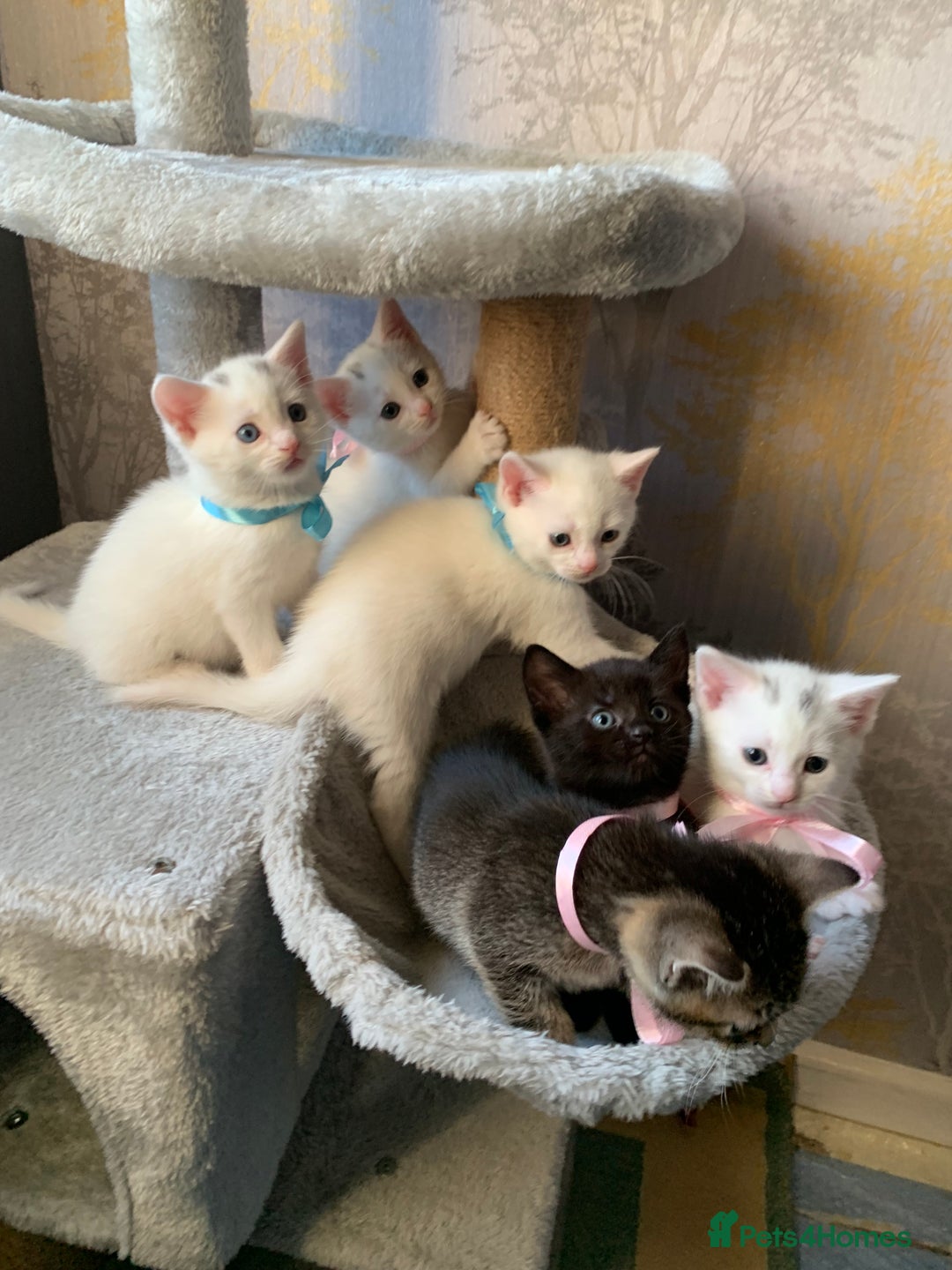 Mixed Breed cats for sale: Beautiful Mixed Angora Kittens - Advert 14