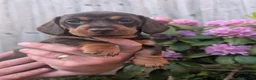 Miniature Dachshund dogs for sale: Miniature dachshund puppies - Advert 11