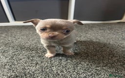 Chihuahua dogs for sale: Full pedigree Chihuahua puppies  - Image 23