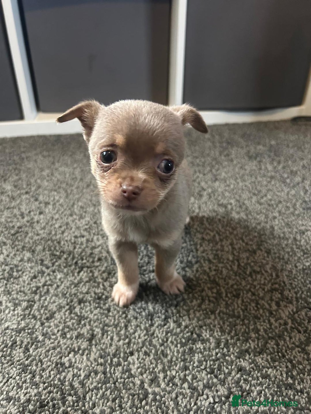 Chihuahua dogs for sale: Full pedigree Chihuahua puppies  - Image 23