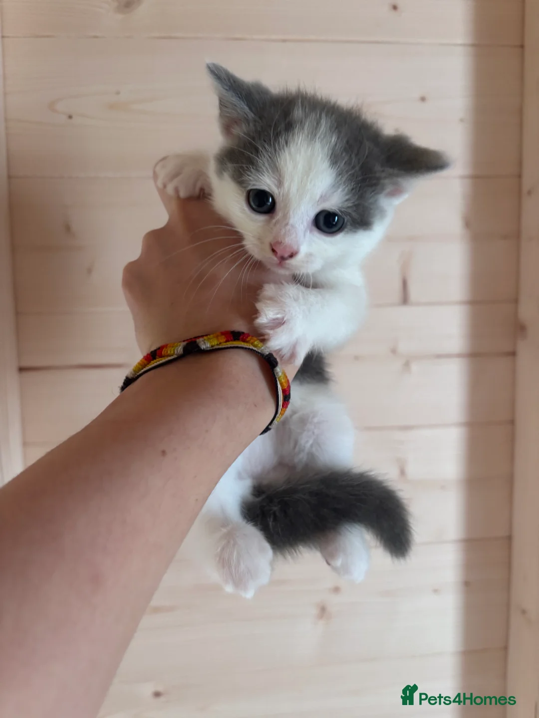 Mixed Breed cats for sale: Girl kitten in Royston - Advert 1