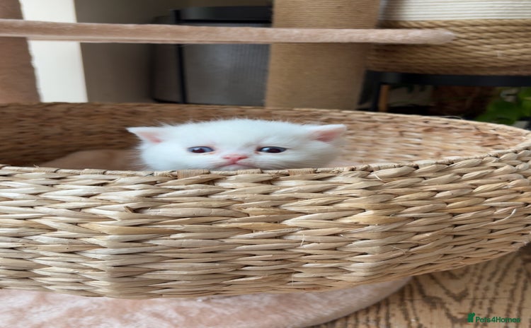 Persian cats - Advert 3