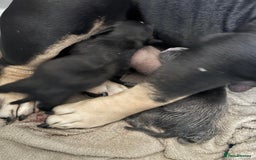 American Bully dogs for sale:  GORGEOUS GIRL AVAILABLE - Advert 4