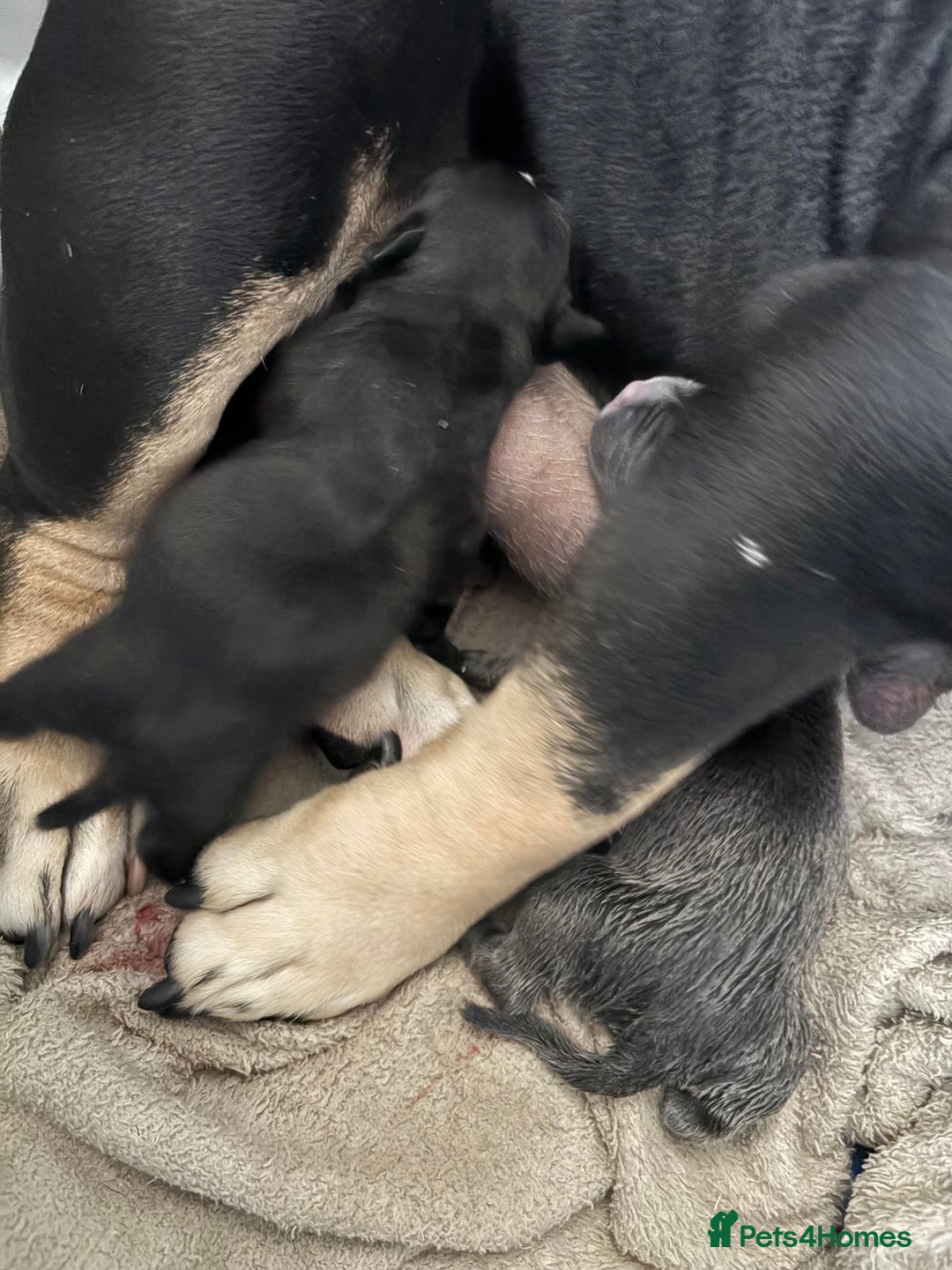 American Bully dogs for sale:  GORGEOUS GIRL AVAILABLE - Advert 4