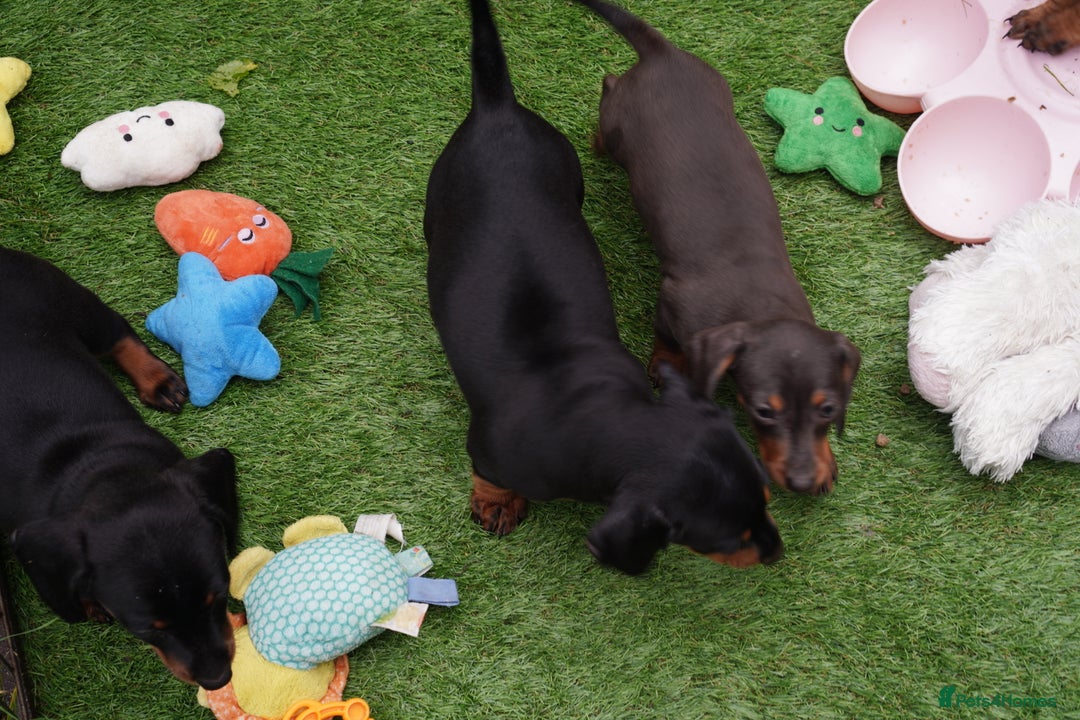 Miniature Dachshund dogs for sale: Miniature Dachshund Puppies - Image 6