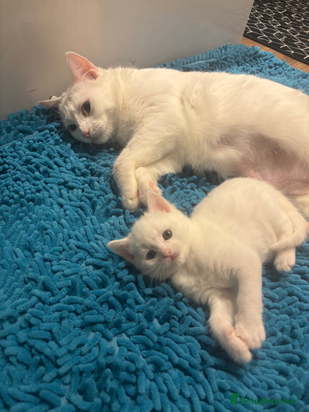 Turkish Angora cats for sale: ✨Adorable white kittens✨ - Image 9