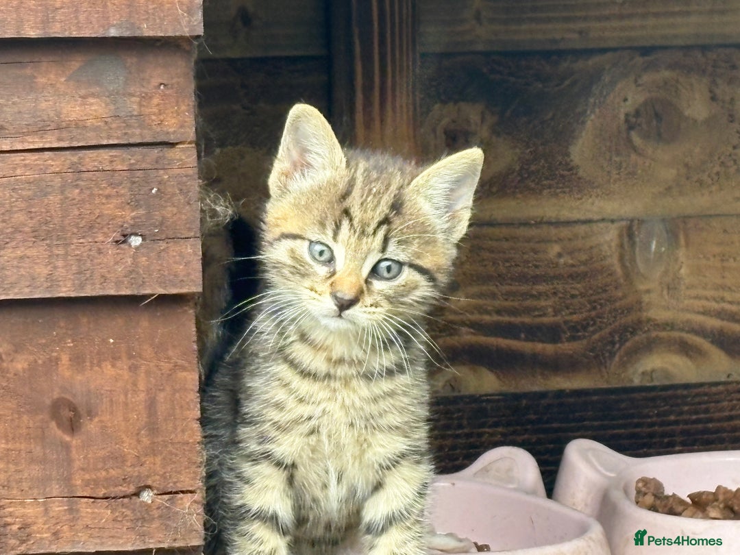 Bengal cats for sale: Beautiful farm reared bengals  - Image 31
