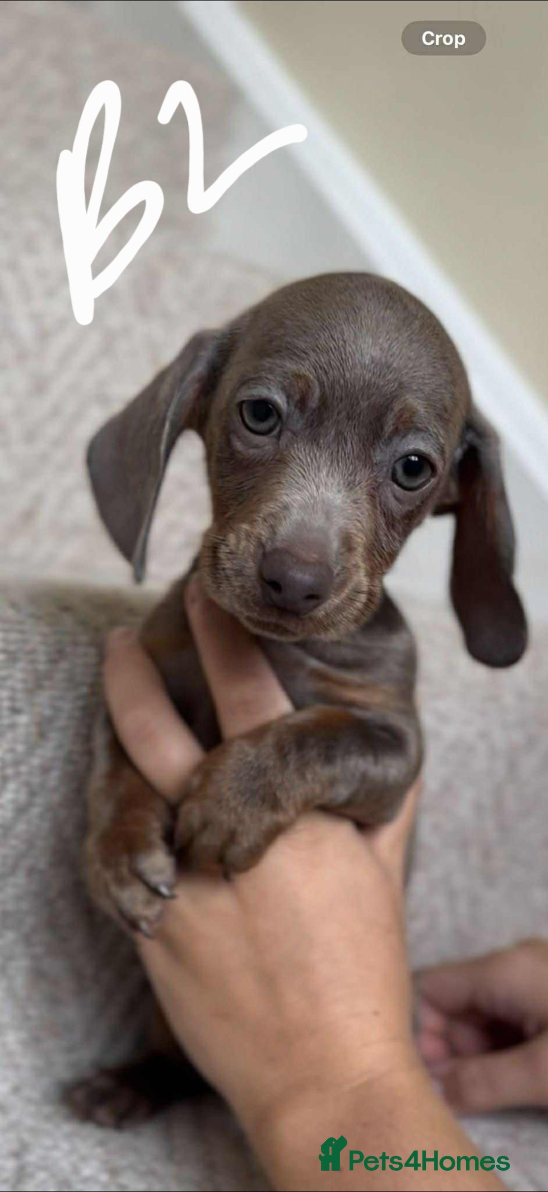 Miniature Dachshund dogs for sale: Absolutely beautiful miniature dachshund  - Image 7