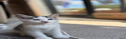 Scottish Fold cats for sale: Scottish Straight Kittens  - Advert 19