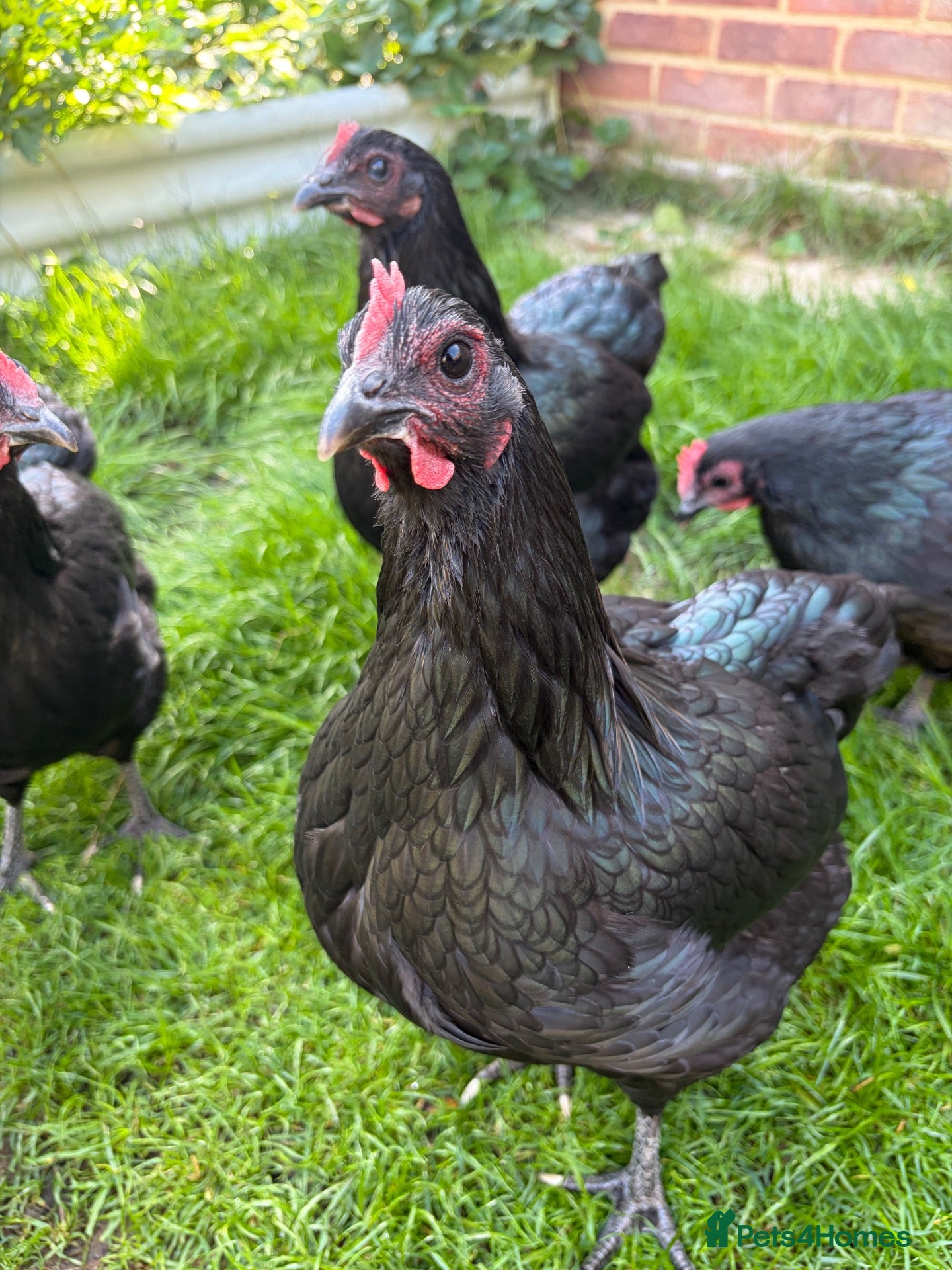 Chickens poultry 5 Bantam Australorp Point-of-Lay Hens / chickens - Advert 7