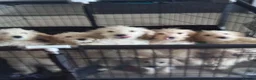 Cockapoo dogs for sale: 12 week old cockapoo puppies - Advert 11