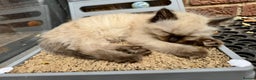Ragdoll cats for sale:  ragdoll kittens  - Advert 12