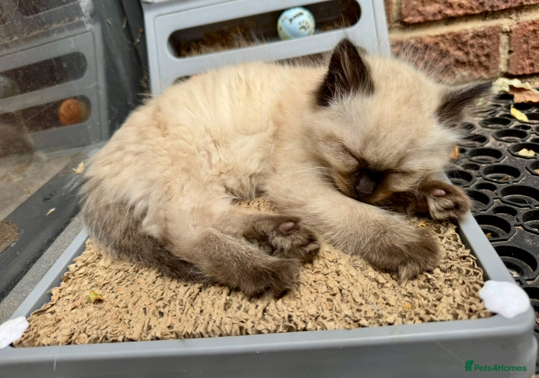 Ragdoll cats for sale:  ragdoll kittens  - Advert 12