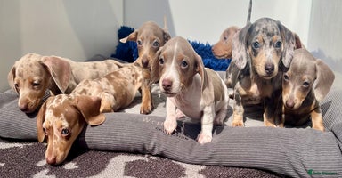Miniature Dachshund dogs - Advert 15