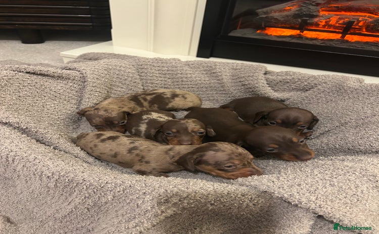 Miniature Dachshund dogs - Advert 1