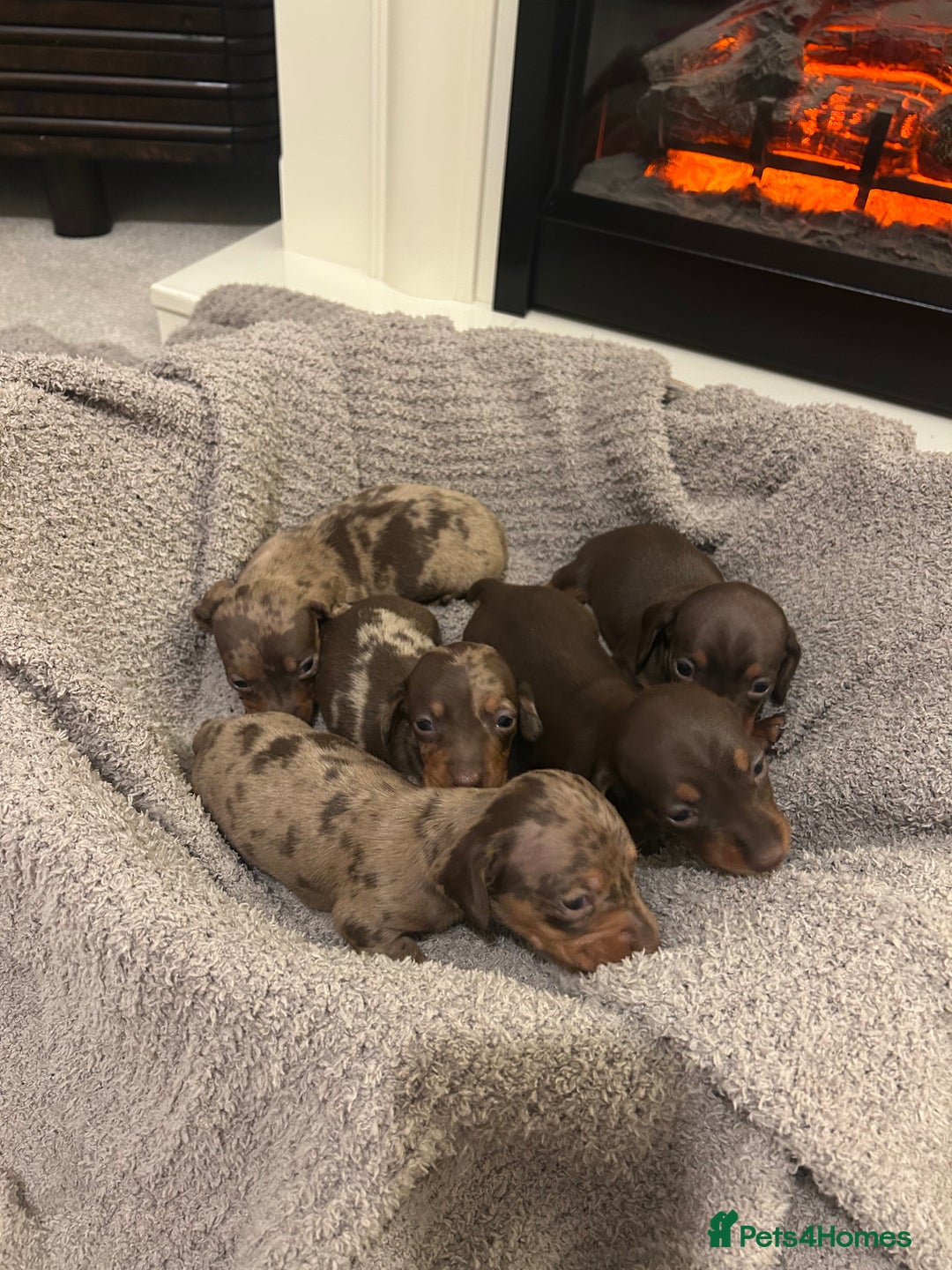 Miniature Dachshund dogs for sale: Miniature dachshunds  - Image 1