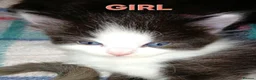 Mixed Breed cats for sale: Ragdoll cross kittens  in Carluke - Advert 6
