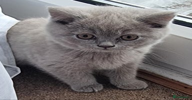 Scottish Fold cats - Advert 2