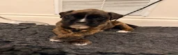 Boxer dogs for sale: 🐾 Exceptional KC Registered Boxer Puppies - Advert 9