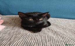 Mixed Breed cats for sale: Beautiful kitten  - Image 4