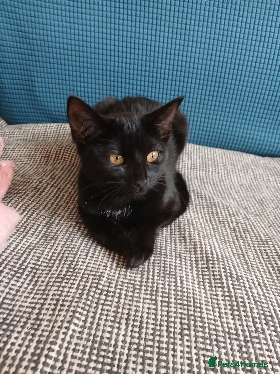 Mixed Breed cats for sale: Beautiful kitten  - Image 4