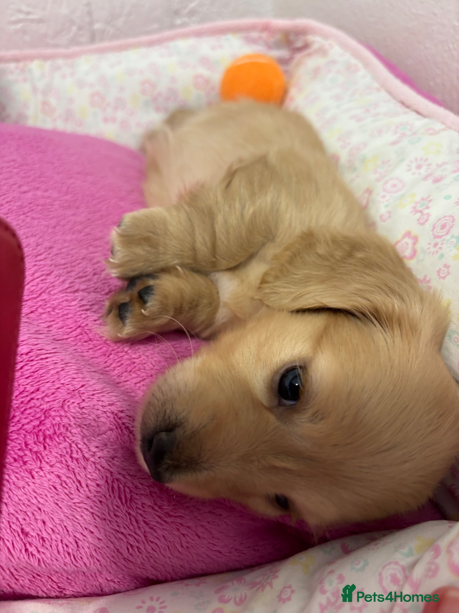 Miniature Dachshund dogs KC Miniature Long Haired English Cream Dachshunds  - Advert 15