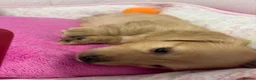 Miniature Dachshund dogs for sale: KC Miniature Long Haired English Cream Dachshunds  - Advert 7