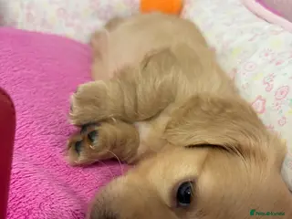 Miniature Dachshund dogs KC Miniature Long Haired English Cream Dachshunds - Advert 15