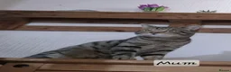 Maine Coon cats for sale: Bengal cross mainecoone kittens  - Advert 15