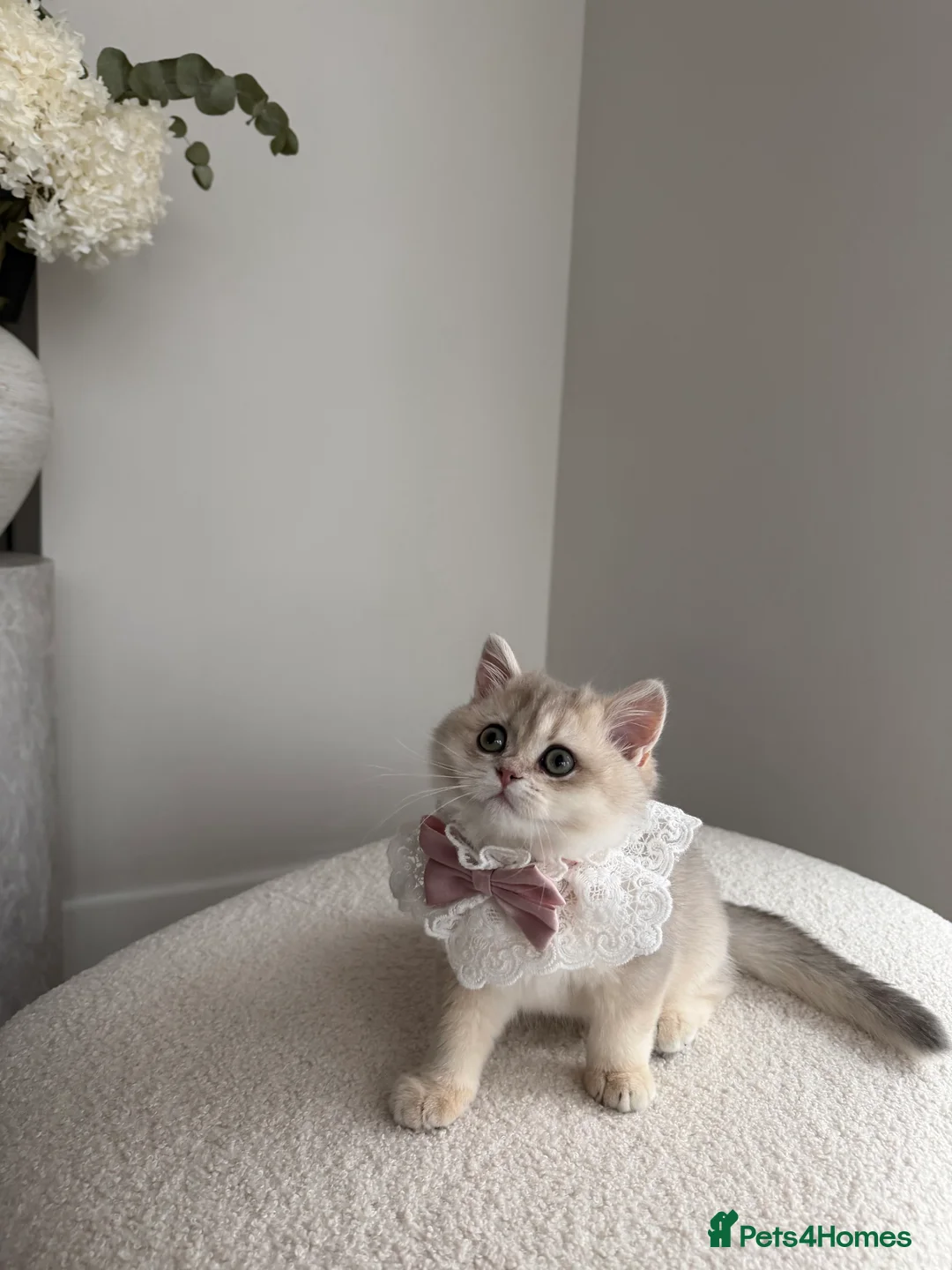 British Shorthair cats for sale: Blue Golden British Shorthair kitty - Advert 13