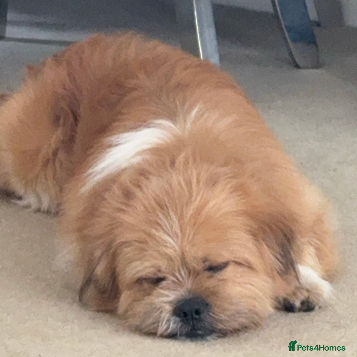 Mixed Breed dogs Pom/Shih Tzu cross, 4 years old -Needs loving home - Advert 3