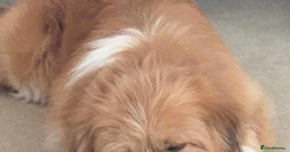 Pom/Shih Tzu cross, 4 years old -Needs loving home for sale in Enfield ...