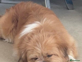 Mixed Breed dogs Pom/Shih Tzu cross, 4 years old -Needs loving home - Advert 3