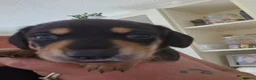 Dachshund dogs for sale: Beautiful KC Registered Dachshund puppies  - Advert 3