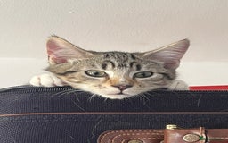 Maine Coon cats for sale: Adorable Kittens - Image 34