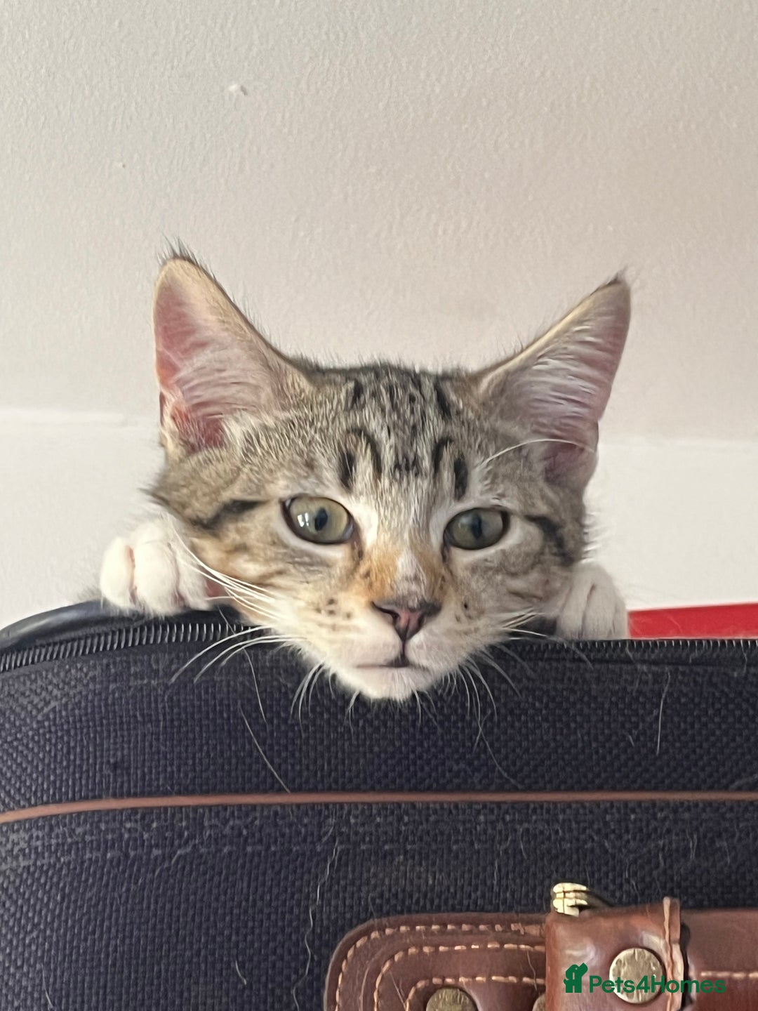 Maine Coon cats for sale: Adorable Kittens - Image 34