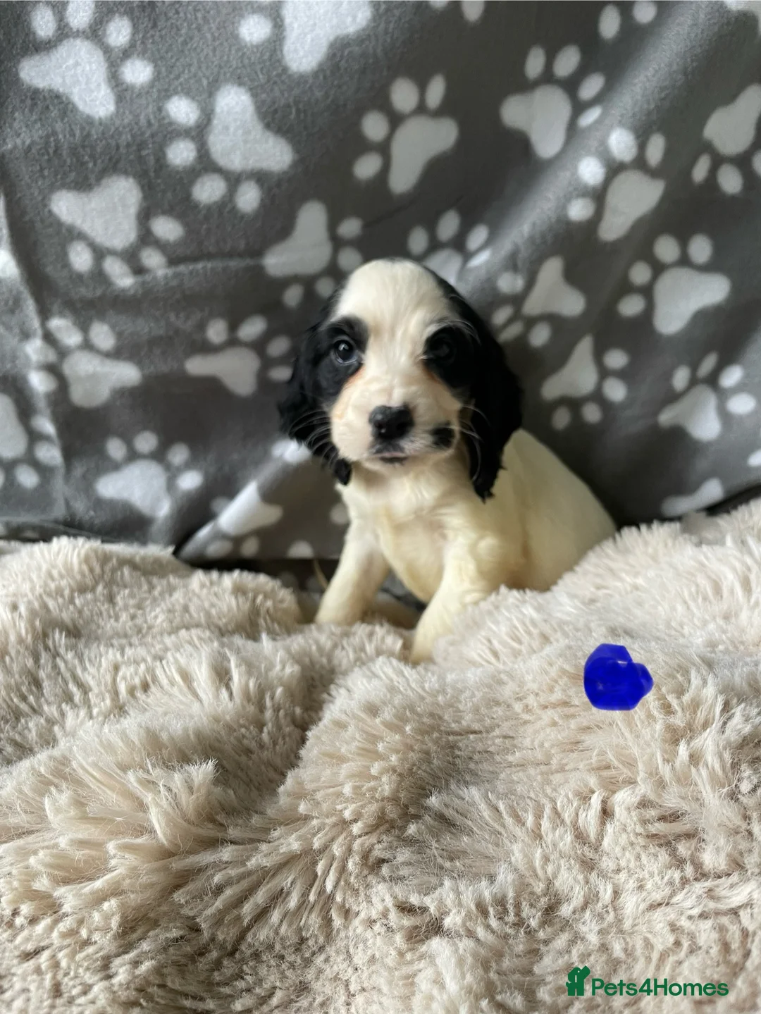 Cocker Spaniel dogs for sale: Working cocker spaniels  - Advert 4