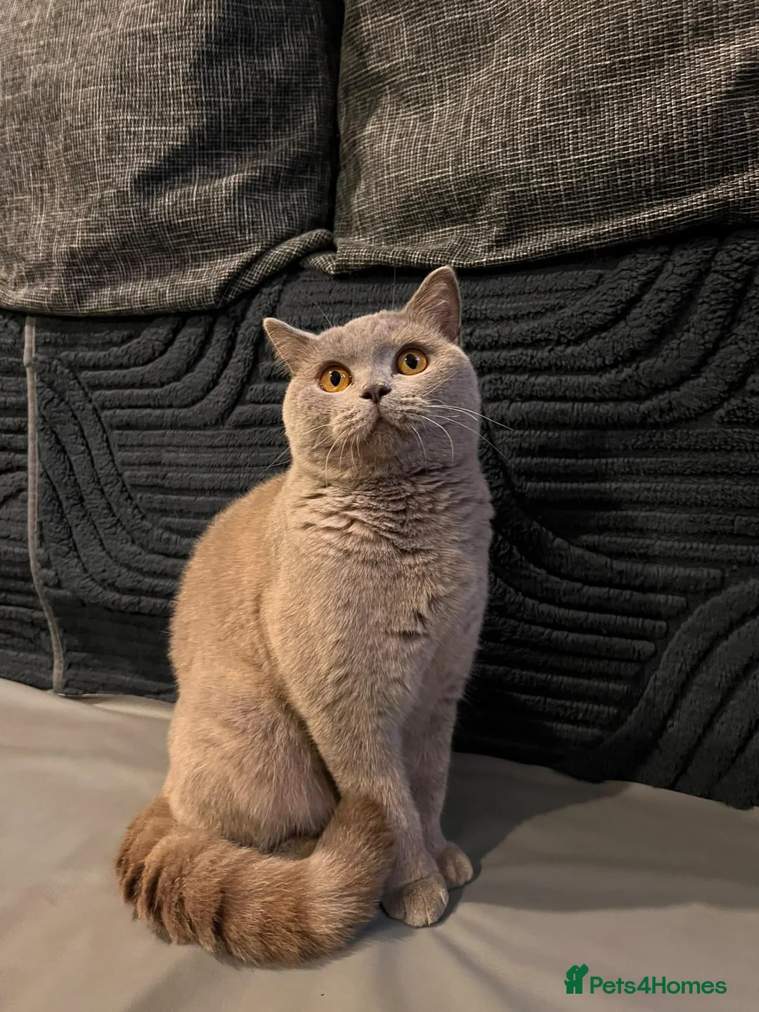 British Shorthair cats for sale: GCCF Champion Line Fawn-tortie BSH girl - Advert 10