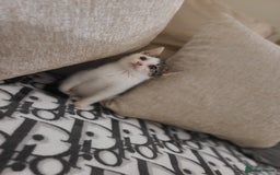 Mixed Breed cats for sale: 2 beautiful boy kittens - Image 5