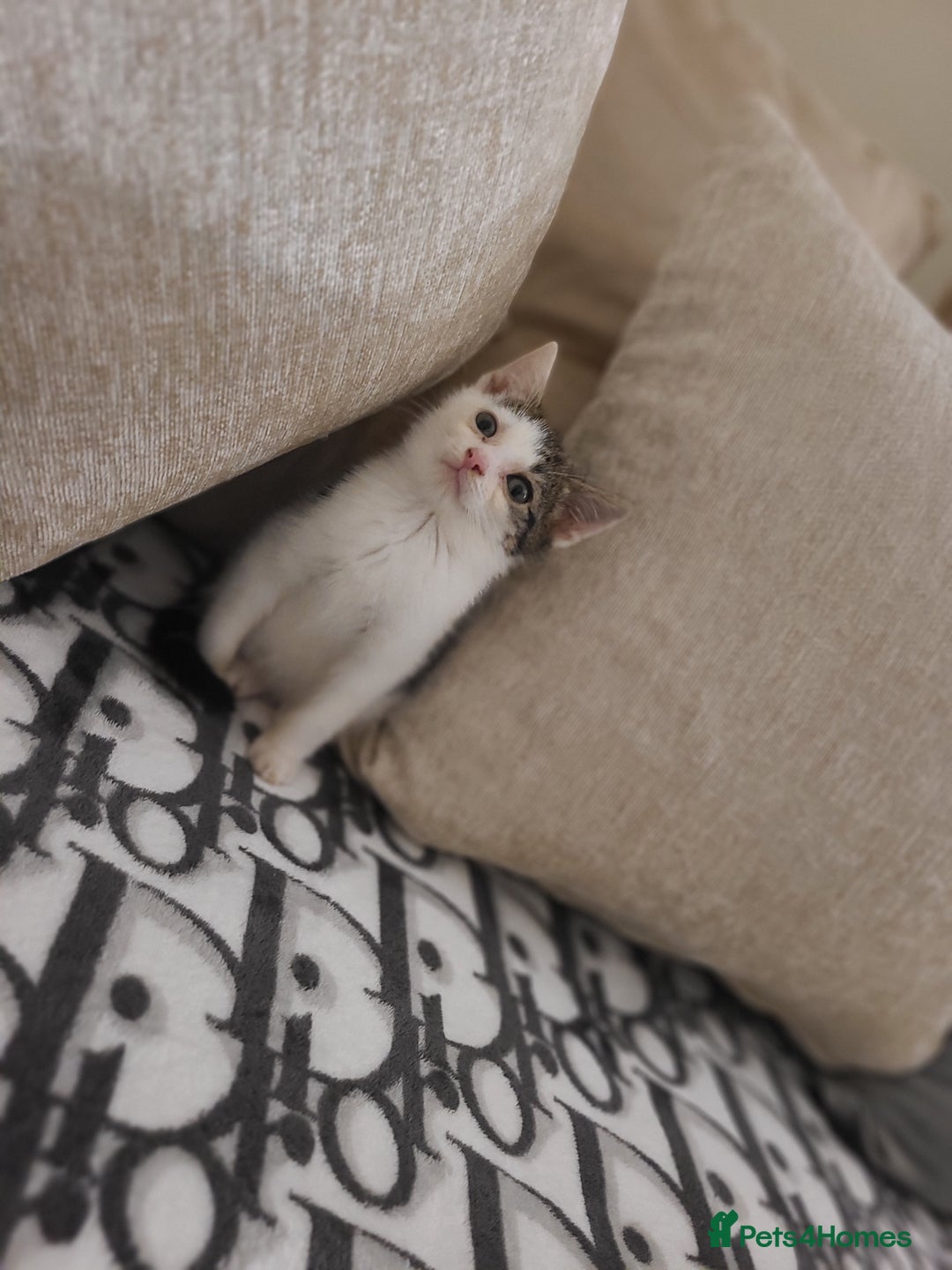 Mixed Breed cats for sale: 2 beautiful boy kittens - Image 5