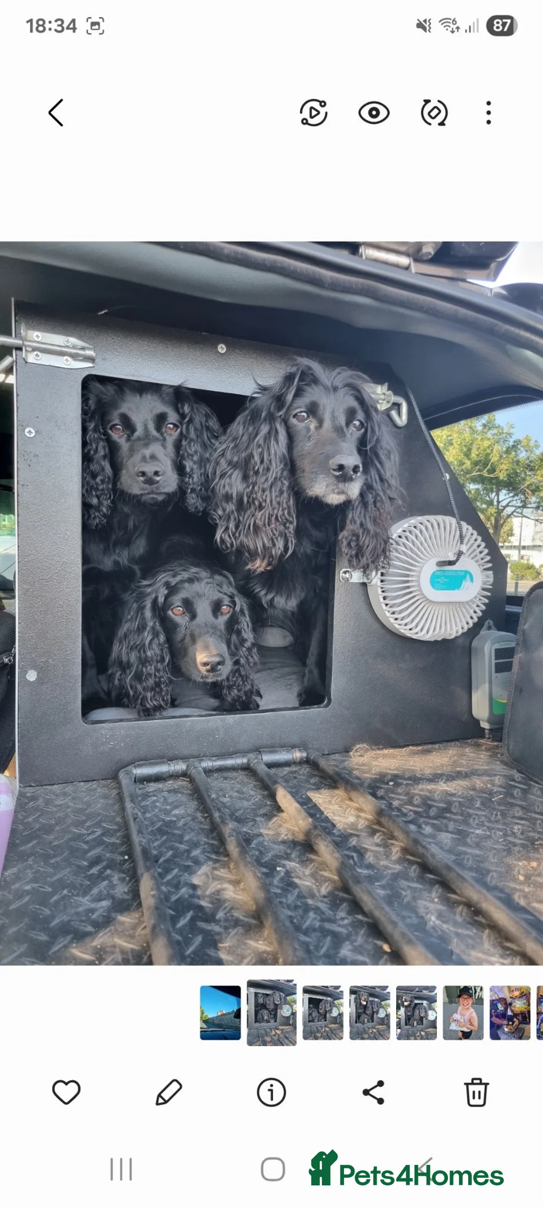 Cocker Spaniel dogs for sale: KC REGISTERED, DNA HEALTH TESTED in Bishop Auckland - Advert 5