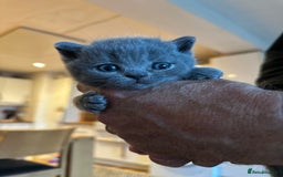 British Shorthair cats for sale: British Shorthair Blue male Kittens - Image 5