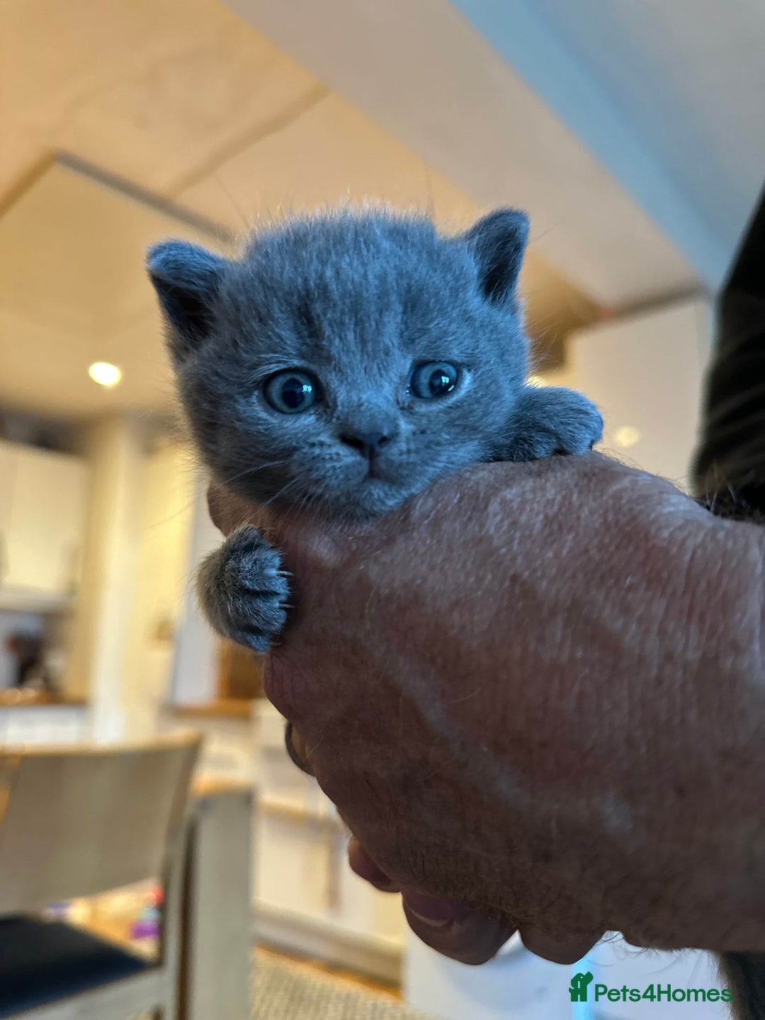 British Shorthair cats for sale: British Shorthair Blue male Kittens - Image 5